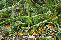 Buttress tree roots in sub-tropical rainforest. Lamington World Heritage National Park, Queensland, Australia.