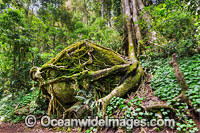 Huge 3 metre diameter boulder entangled in buttress tree roots in sub-tropical rainforest. Photo taken at Lamington World Heritage National Park, Queensland, Australia.