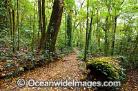 Border Track winding through sub-tropical rainforest. Lamington World Heritage National Park, Queensland, Australia.