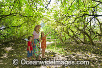 Children with parent, exploring a tropical pisonia tree rainforest on Heron Island, situated on the Great Barrier Reef, Queensland, Australia.