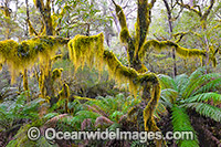 Gondwana Rainforest, draped in hanging moss. New England National Park, New South Wales, Australia. This subtropical rainforest is inscribed on the World Heritage List in recognition of its outstanding universal value.