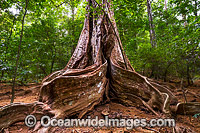 Buttress Tree, situated in the rainforest on Christmas Island, Indian Ocean, Australia.