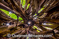 View looking vertically up from inside a giant Strangler Fig Tree that has long strangled and decayed the host tree, situated in the rainforest on Christmas Island, Indian Ocean, Australia.