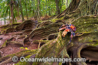 Robber Crab (Birgus latro) on the buttress roots of a giant Strangler Fig Tree, situated in the rainforest on Christmas Island, Indian Ocean, Australia.