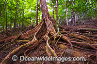 Buttress Tree, situated in the rainforest on Christmas Island, Indian Ocean, Australia.