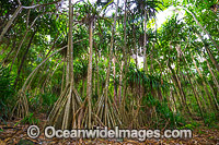 Pandanus forest, situated in Christmas Island National Park, Christmas Island, Indian Ocean, Australia.