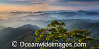 Panorama view from Point Lookout, on the Great Escarpment situated in Gondwana Rainforest, New England National Park, New South Wales, Australia. This rainforest is inscribed on the World Heritage List in recognition of its outstanding universal value.