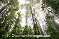 Rainforest draped in mist, situated in the Dorrigo National Park, part of the Gondwana Rainforests of Australia World Heritage Area. Dorrigo, NSW, Australia. Inscribed on the World Heritage List in recognition of its outstanding universal value.