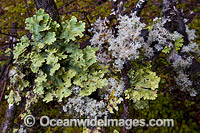 Various Rainforest Moss. Cradle Mountain-Lake St Clair National Park, Tasmania, Australia.