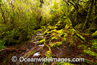 Rainforest Gully covered in moss. Cradle Mountain-Lake St Clair National Park, Tasmania, Australia.