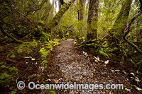 Rainforest Track in Weindorfers Forest. Cradle Mountain-Lake St Clair National Park, Tasmania, Australia.