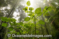 Rainforest draped in mist, situated in the Dorrigo National Park, part of the Gondwana Rainforests of Australia World Heritage Area. Dorrigo, NSW, Australia. Inscribed on the World Heritage List in recognition of its outstanding universal value.