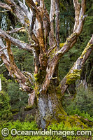 Old tree covered in moss, situated in Weindorfers Forest. Cradle Mountain-Lake St Clair National Park, Tasmania, Australia.