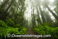 Hiker exploring rainforest draped in mist, situated in the Dorrigo National Park, part of the Gondwana Rainforests of Australia World Heritage Area. Dorrigo, NSW, Australia. Inscribed on the World Heritage List in recognition of its outstanding universal