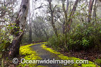 Hiking track on the Great Escarpment situated in Gondwana Rainforest, New England National Park, New South Wales, Australia. This rainforest is inscribed on the World Heritage List in recognition of its outstanding universal value.