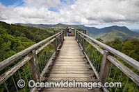 Elevated Rainforest Boardwalk, Dorrigo World Heritage National Park. Dorrigo, New South Wales, Australia.