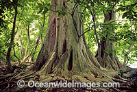 Pisonia Tree (Pisonia grandis) rainforest. Palmyra Atoll. National Wildlife Refuge Island, USA Territory, Pacific Ocean