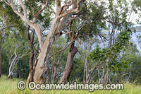 Eucalypt forest, Hayman Island, Whitsunday Islands, Queensland, Australia