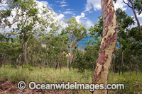 Eucalypt forest, Hayman Island, Whitsunday Islands, Queensland, Australia