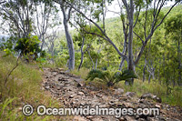 Hiking trail through Eucalypt forest, Hayman Island, Whitsunday Islands, Queensland, Australia