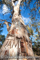 River Red Gum (Eucalyptus camaldulensis), vandalised by persons who have inscribed their names into the bark of the tree. On the banks of the Darling River, near Menindee, New South Wales, Australia