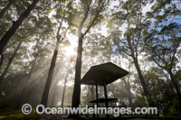 Eucalypt forest and picnic shelter cloaked in mist, situated in the Bruxner Park Flora Reserve. Coffs Harbour, New South Wales, Australia.