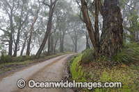 Track leading through open eucalypt forest. Arthurs Seat, Mornington Peninsula, Victoria, Australia