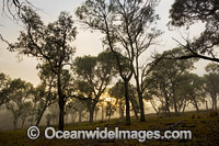 Farmland with Eucalypt forest cloaked in mist at sunrise. Northern Tablelands, New South Wales, Australia.