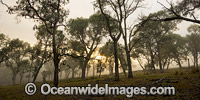 Farmland with Eucalypt forest cloaked in mist at sunrise. Northern Tablelands, New South Wales, Australia.