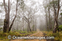 Snow gum forest cloaked in mist, on the Great Escarpment situated in Gondwana Rainforest, New England National Park, NSW, Australia. This rainforest is inscribed on the World Heritage List in recognition of its outstanding universal value.