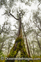Old eucalypt snow gum tree in a snow gum forest cloaked in mist, on the Great Escarpment, New England National Park, NSW, Australia. This rainforest is inscribed on the World Heritage List in recognition of its outstanding universal value.