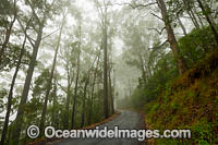 Road through eucalypt forest cloaked in mist, situated in the Bruxner Park Flora Reserve. Coffs Harbour, New South Wales, Australia.