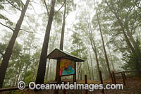 Eucalypt forest cloaked in mist, situated in the Bruxner Park Flora Reserve. Coffs Harbour, New South Wales, Australia.