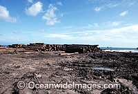Rainforest Logging. Malaysian logging company clear-fell logging ancient tropical rainforest in New Britain Island, Papua New Guinea. Stock pile of rainforest logs ready to be loaded on ship for export.
