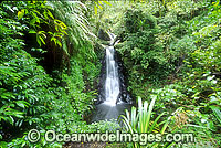 Rainforest waterfall. Lamington World Heritage National Park, Queensland, Australia