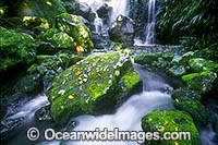 Chalan Falls. Lamington World Heritage National Park, Queensland, Australia