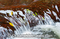 Rainforest stream situated in sub-tropical rainforest. Lamington World Heritage National Park, Queensland, Australia.