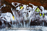 Rainforest stream situated in sub-tropical rainforest. Lamington World Heritage National Park, Queensland, Australia.