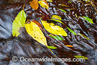 Leaves in a rainforest stream, situated in sub-tropical rainforest. Lamington World Heritage National Park, Queensland, Australia.