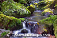 Rainforest stream. Photo taken at Lamington World Heritage National Park, Queensland, Australia.