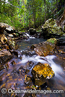Rainforest Stream, situated in Sherwood Nature Reserve, Mid North Coast near Woolgoolga, New South Wales, Australia.
