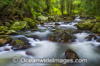 Rainforest Stream, a part of Dingo Creek, situated in the Orara Valley, west of Coffs Harbour, New South Wales, Australia.