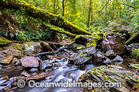 Rainforest Stream, situated in Gondwana Rainforest, on Five Day Creek. New England World Heritage National Park, New South Wales, Australia. This rainforest is on the World Heritage List in recognition of its outstanding universal value.