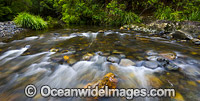 Rainforest Stream, situated on Urumbilum River in the Bindarri National Park, near Coffs Harbour, New South Wales, Australia.
