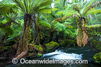 Temperate rainforest stream, situated in Mount Field National Park, Tasmania, Australia.