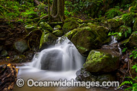 Rainforest Cascade, situated in the Dorrigo World Heritage National Park, New South Wales, Australia.
