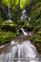 Rainforest Waterfall, situated in the Dorrigo World Heritage National Park, New South Wales, Australia.