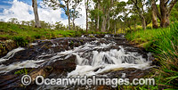 Meldrum Falls, situated on Meldrum Creek. Waterfall Way, Dorrigo High Country, New South Wales, Australia.