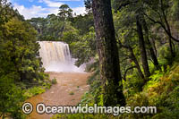 Dangar Falls, situated on the Dorrigo Plateau, near Dorrigo, New South Wales, Australia