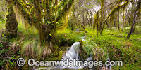 Cascade in a rainforest cloaked in hanging moss, situated in New England National Park, New South Wales, Australia. This rainforest is inscribed on the World Heritage List in recognition of its outstanding universal value.